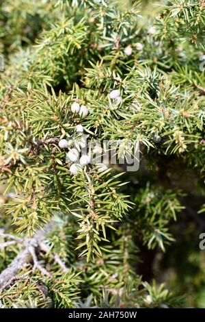 Close-up über die Zweigniederlassungen von gemeinsamen Wacholder Juniperus communis Stockfoto