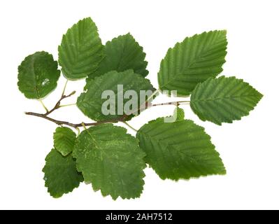 Niederlassung von grau Erle Alnus Incana isoliert auf weißem Hintergrund Stockfoto