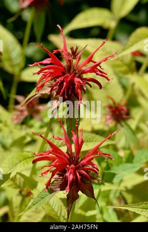 Nahaufnahme auf rote Blume crimson beebalm Monarda didyma Stockfoto