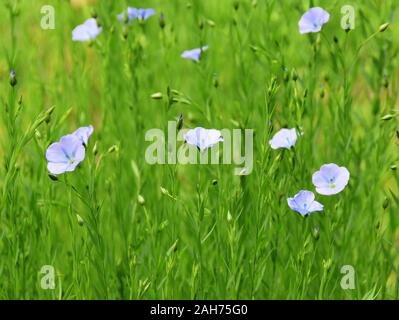 Blühende blaue Flachs Linum usitatissimum in einem Feld Stockfoto