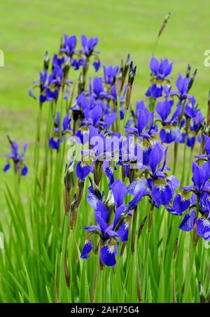 Gruppe von blauen Sibirischen Iris Blüte im Garten Stockfoto