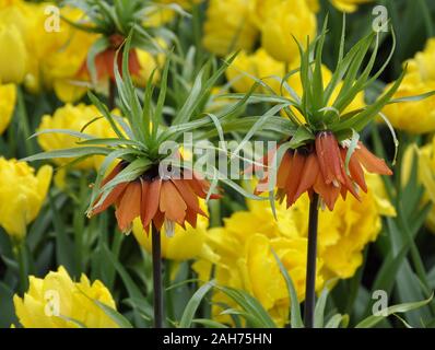 Red Kaiser's Crown, Blumen unter Tulpen Stockfoto