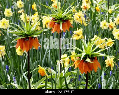 Red Kaiser's Crown, Blumen unter Gelbe Narzissen Stockfoto