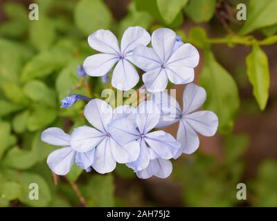 Nahaufnahme auf blauem Umhang plumbago auriculata Blumen Stockfoto