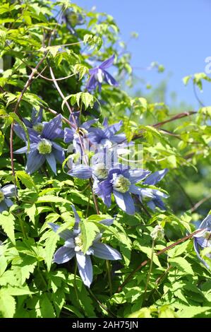 Clematis alpina Klettern vine Pflanze mit blauen Blüten Stockfoto