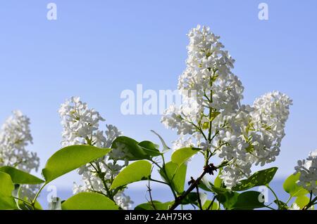 Bush weiß Syringa vulgaris Blüte in einem Garten im Frühling Stockfoto