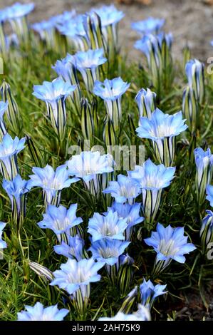 Blauer Enzian blumen Snowy chinesischen Enzian Blüte im Garten Stockfoto