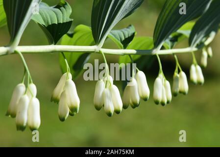 Eurasischen Salomos Siegel anlage Bell multiflorum mit Blumen und grüne Blätter Stockfoto