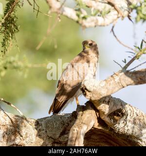 Ein einzelner juveniler östlicher oder bunter Goshawk, der im Halbschatten auf einem Baum thront, rückblickend, quadratisches Format, Sosian, Laikipia, Kenia, Afrika Stockfoto