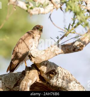 Ein einzelner juveniler östlicher oder bunter Goshawk, der auf einem Baum im Halbschatten thront, schaut, quadratisches Format, Sosian, Laikipia, Kenia, Afrika Stockfoto