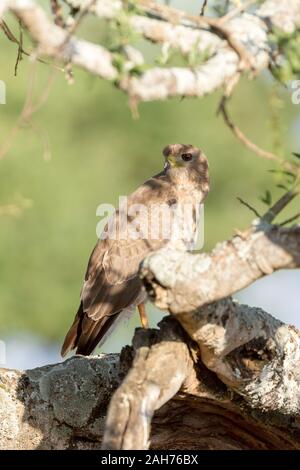 Ein einzelner juveniler östlicher oder bunter Goshawk, der im Halbschatten auf einem Baum thront, rückblickend, Hochformat, Sosian, Laikipia, Kenia, Afrika Stockfoto