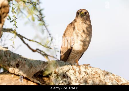 Ein einzelner juveniler östlicher oder bunter Gesang Goshawk thront auf Baum in Teilschatten, suchen, Landschaftsformat, Sosian, Laikipia, Kenia, Afrika Stockfoto