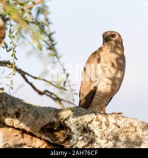 Ein einzelner juveniler östlicher oder bunter Gesang Goshawk thront auf Baum in Teilschatten, suchen, quadratisches Format, Sosian, Laikipia, Kenia, Afrika Stockfoto