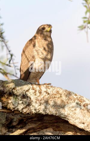 Ein einzelner juveniler östlicher oder bunter Gesang Goshawk thront auf Baum in Teilschatten, suchen, Hochformat, Sosian, Laikipia, Kenia, Afrika Stockfoto