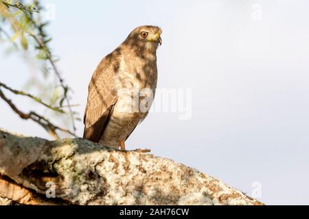 Ein einzelner juveniler östlicher oder bunter Gesang Goshawk thront auf Baum in Teilschatten, suchen, Landschaftsformat, Sosian, Laikipia, Kenia, Afrika Stockfoto