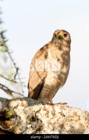 Ein einzelner juveniler östlicher oder bunter Goshawk, der im Halbschatten auf einem Baum thront, schaut, Hochformat, Sosian, Laikipia, Kenia, Afrika Stockfoto