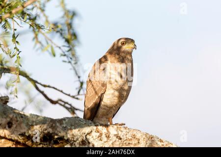 Ein einzelner juveniler östlicher oder bunter Gesang Goshawk thront auf Baum in Teilschatten, suchen, Landschaftsformat, Sosian, Laikipia, Kenia, Afrika Stockfoto