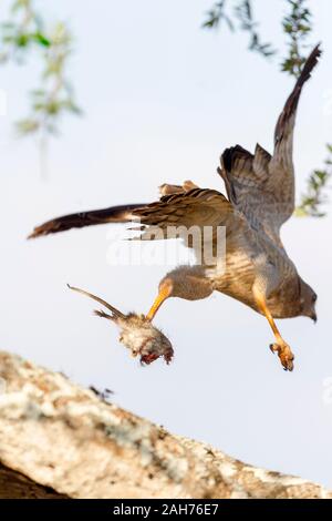 Ein einzelner juveniler östlicher oder bunter Goshawk, der vom Baum im Halbschatten mit Beute im linken Talon, Sosian, Laikipia, Kenia, Afrika fliegt Stockfoto