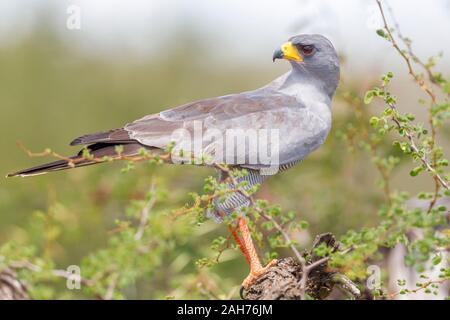 Eine einzelne Eastern oder Pale Chanten Goshawk auf einem Zweig mit Kill, Wide Landscape Format, Sosian, Laikipia, Kenia, Afrika Stockfoto