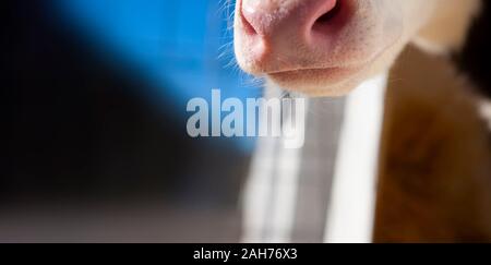 Rosa Nase eines Schweizer Kuh Stockfoto