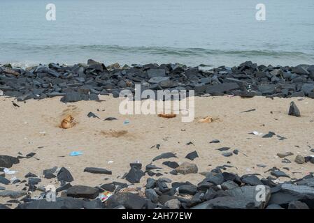 Streunende Hunde in Sand am felsigen Strand in Pondicherry, Indien Stockfoto