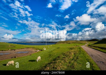 Schottische Landschaft mit einem Schwarm von weißen Schafen und ein Einsame Straße unter einem blauen Himmel mit Wolken in der Spätnachmittags Licht Stockfoto
