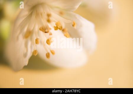 Nahaufnahme der Blüte einer weißen Blume gegen Ein blassgelber Bokeh-Hintergrund Stockfoto