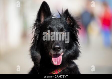 Nahaufnahme eines schwarzen Hundes mit einem roten Halsband mit einem Ohr nach oben und dem anderen nach unten, vor einem Bokeh-Hintergrund Stockfoto