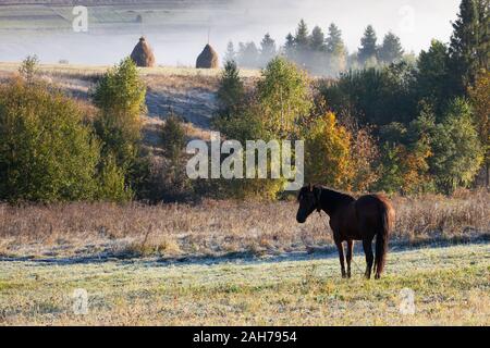 Schöne Pferde auf einer Weide in der herbstlichen bunten Berge nach Regen. Karpaten Stockfoto