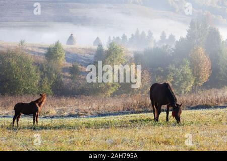 Schöne Pferde auf einer Weide in der herbstlichen bunten Berge nach Regen. Karpaten Stockfoto