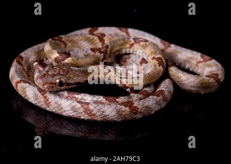 Boiga cynodon, der gemeinhin als der Hund bekannt - gezahnte Katze Schlange auf schwarzem Hintergrund Stockfoto