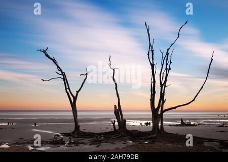 Einsamer Baum bei Sonnenaufgang. Botany Bay Strand, Edisto Island, South Carolina, USA Stockfoto