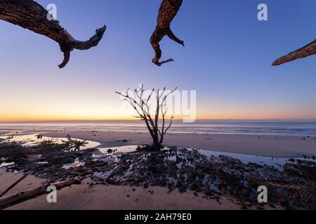 Einsamer Baum bei Sonnenaufgang. Botany Bay Strand, Edisto Island, South Carolina, USA Stockfoto