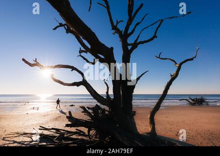 Einsamer Baum bei Sonnenaufgang. Botany Bay Strand, Edisto Island, South Carolina, USA Stockfoto