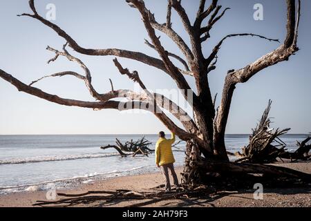 Einsamer Baum und Mensch. Botany Bay Strand, Edisto Island, South Carolina, USA Stockfoto