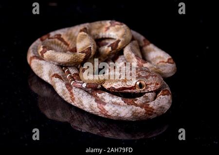 Boiga cynodon, der gemeinhin als der Hund bekannt - gezahnte Katze Schlange auf schwarzem Hintergrund Stockfoto