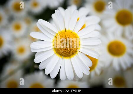 Symmetrische Nahaufnahme einer Gänseblümchen-Blüte, vor einem Bokeh-Hintergrund Stockfoto