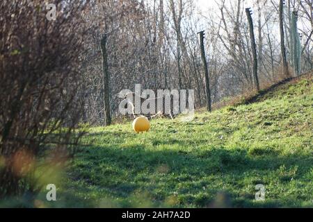 Cheetah oder Leopard im Zoo Park unter der Sonne Stockfoto