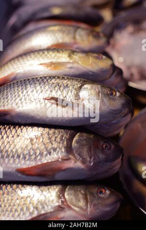 Indische frischen Fisch großer Markt in Maharashtra Stockfoto