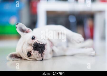 Nahaufnahme einer weißen französischen Bulldogge, die sich auf der aufraht Seite auf dem Boden und Blick auf die Kamera Stockfoto