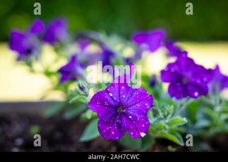 Nahaufnahme eines Blumentopfes mit violetten Petunien, vor einem grünen Bokeh Hintergrund Stockfoto