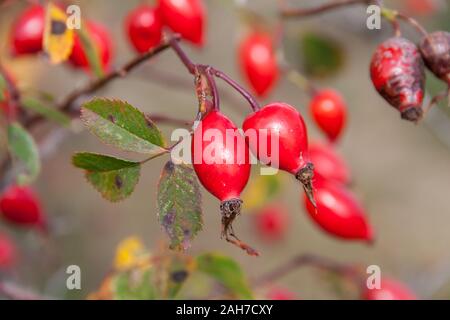 Rote Hagebutten im Herbst Stockfoto