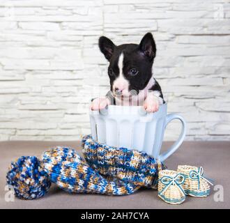 Cute basenji Welpen Hund sitzt in Big Blue Cup Stockfoto