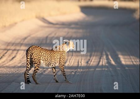 Gepard (Acinonyx jubatus) auf der Jagd über die Sandstraße im Kgalagadi NP, Südafrika Stockfoto