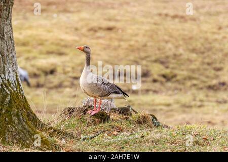 Allein Graugans am Frühling, stehend auf einem Baumstumpf Stockfoto