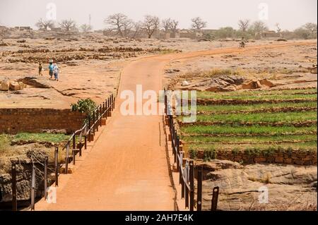 MALI, Bandiagara, Dogonland, Lebensraum der ethnischen Gruppe der Dogon, bewässerte Felder am kleinen Fluss Stockfoto