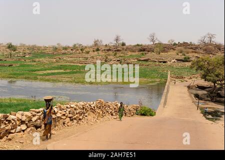 MALI, Bandiagara, Dogonland, Lebensraum der ethnischen Gruppe der Dogon, bewässerte Felder am kleinen Fluss Stockfoto