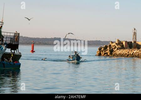 UN PETIT BATEAU DE PECHE RENTRE DANS LE PORT D'ESSAOUIRA ACCOMPAGNE DE MOUETTES ET auf APPERCOIT AU LOIN DES EOLIENNNES Stockfoto