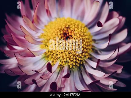 Pink Daisy Flower closeup auf schwarzen Hintergrund. Marguerite mit weiß rosa Blütenblätter und eine gelbe Mitte mit einem detaillierten Textur. Blumen still life Stockfoto