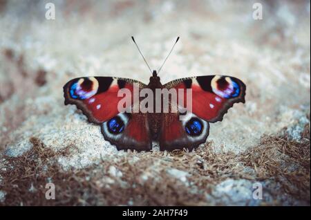 Tagpfauenauge auf den Boden an einem sonnigen Sommertag auf einem grauen Hintergrund. Butterfly mit schönen bunten Flügeln Stockfoto